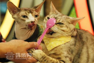 (遇见喵星人百科)遇见喵·猫咖啡馆怎么样？体验与猫咪亲密接触的乐趣！